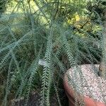 Parkinsonia aculeata 葉