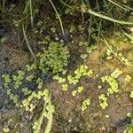 Spirodela polyrhiza Folha