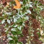 Berberis verruculosa Leaf