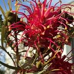 Grevillea banksii Kwiat