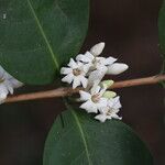 Tricalysia longituba Flor