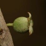 Bellucia mespiloides Fruit