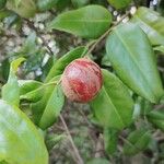 Camellia japonica 果