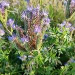 Phacelia tanacetifoliaFlower