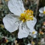 Helianthemum violaceum 花