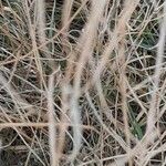 Diplotaxis tenuifolia Фрукт