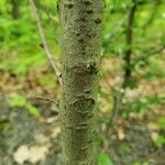 Cotoneaster divaricatus 树皮