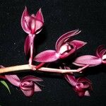 Mormodes horichii Other