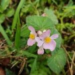 Begonia fischeri Кветка