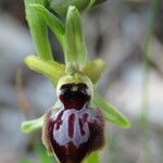 Ophrys arachnitiformis മറ്റ്