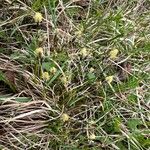 Carex montana Habitatea