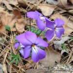 Viola pedata Flower