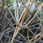 Lonicera caerulea Casca