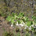 Ribes cereum List