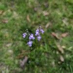 Nuttallanthus floridanusFlower