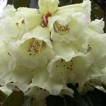 Rhododendron macabeanum Flower