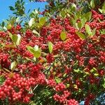 Ilex vomitoria Fruit