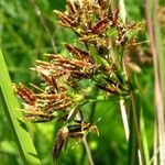 Cyperus denudatus Blodyn