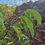 Vangueria madagascariensis Leaf