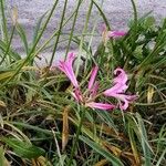 Nerine bowdenii Flor