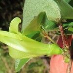 Macrotyloma axillare Flower