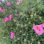 Cistus × purpureus Fleur