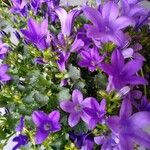 Campanula poscharskyanaЦветок