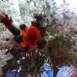 Pilosella aurantiaca Blüte