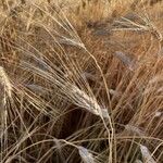 Hordeum vulgareFruto