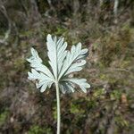 Potentilla argentea Leaf