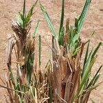 Setaria sphacelata List