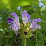 Prunella hastifolia Квітка