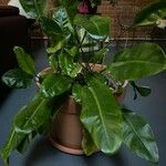 Philodendron hederaceum Fuelha
