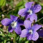 Viola × melissifolia Flower