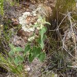 Philibertia suberecta Hábito