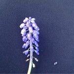 Muscari neglectumΆλλα