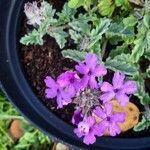 Verbena rigidaКветка