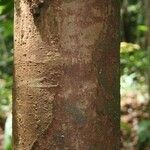 Aniba parviflora Кора