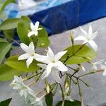 Jasminum neocaledonicum Ліст