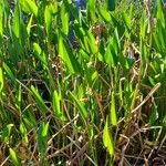 Pontederia cordata Feuille