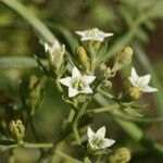 Thesium pyrenaicum Flower