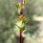 Euphrasia stricta Corteccia