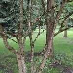 Zanthoxylum americanum Агульны выгляд