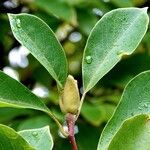 Magnolia kobusVaisius