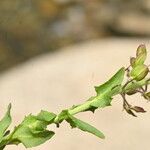 Lepidium heterophyllum Feuille