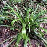 Aechmea magdalenae Лист
