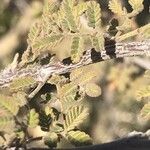 Mimosa aculeaticarpa Hoja
