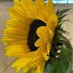 Helianthus annuus (Other)