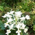 Calanthe triplicata Habit