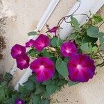 Ipomoea purpurea Hábito